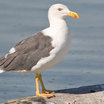Yellow-footed Gull